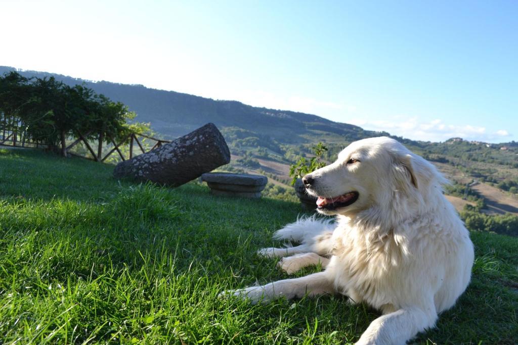 Agriturismo Lapone Orvieto Kültér fotó